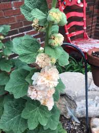 Attēlu rezultāti vaicājumam “Alcea rosea bud”