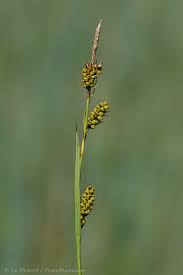 Attēlu rezultāti vaicājumam “Carex hostiana”