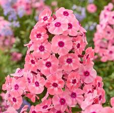 Attēlu rezultāti vaicājumam “Phlox paniculata”