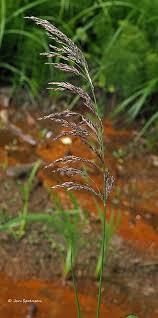 Attēlu rezultāti vaicājumam “Calamagrostis purpurea flower”