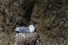 Attēlu rezultāti vaicājumam “Rissa tridactyla nest”
