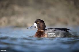 Image result for Aythya marila