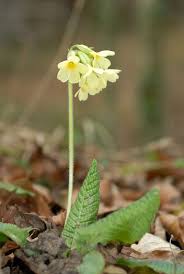 Image result for Primula elatior