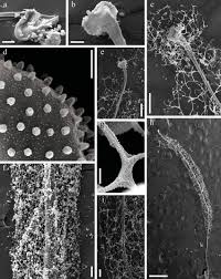Attēlu rezultāti vaicājumam “Stemonitis flavogenita”