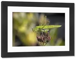 Attēlu rezultāti vaicājumam “Phaneroptera falcata”