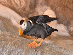 Image result for Fratercula cirrhata