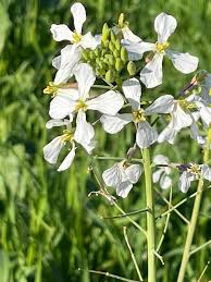 Attēlu rezultāti vaicājumam “Raphanus sativus flower”