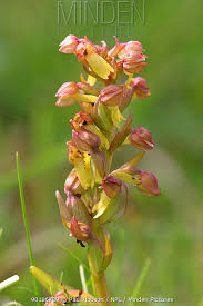 Attēlu rezultāti vaicājumam “Coeloglossum viride flower”