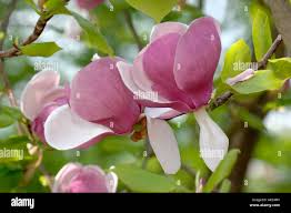 Attēlu rezultāti vaicājumam “Magnolia acuminata flower”
