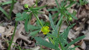 Attēlu rezultāti vaicājumam “Ranunculus auricomus leaf”