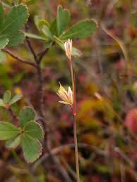 Attēlu rezultāti vaicājumam “Juncus stygius”