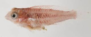 Image result for Scarus zelindae