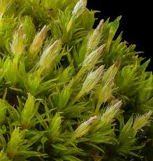 Attēlu rezultāti vaicājumam “Ulota crispa”