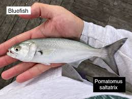 Image result for Pomatomus saltatrix