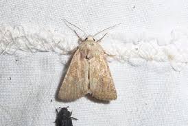 Attēlu rezultāti vaicājumam “Chortodes fluxa”