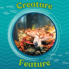 Image result for Cancer irroratus