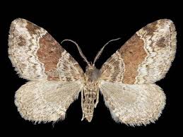 Attēlu rezultāti vaicājumam “Xanthorhoe ferrugata”