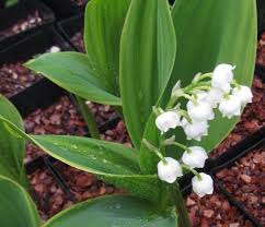 Attēlu rezultāti vaicājumam “Convallaria majalis flower”