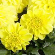 Image result for Dahlia hybrid.