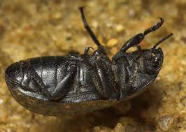 Attēlu rezultāti vaicājumam “Opatrum sabulosum”