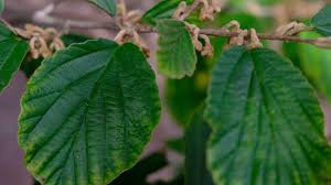 Attēlu rezultāti vaicājumam “Hamamelis virginiana leaf”