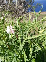 Attēlu rezultāti vaicājumam “Lathyrus sylvestris bud”