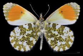 Attēlu rezultāti vaicājumam “Anthocharis cardamines male”