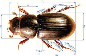 Attēlu rezultāti vaicājumam “Aphodius sp.”