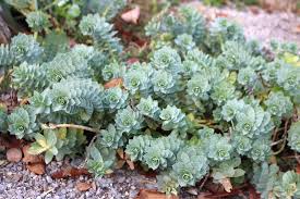 Image result for Wolfsmilch