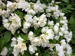 Attēlu rezultāti vaicājumam “Philadelphus lemoinei”