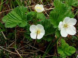 Attēlu rezultāti vaicājumam “Rubus chamaemorus flower”