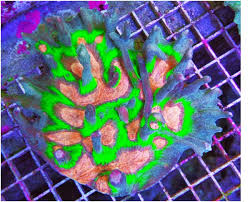 Attēlu rezultāti vaicājumam “Colostygia pectinataria male”