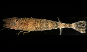 Attēlu rezultāti vaicājumam “Crangon crangon”