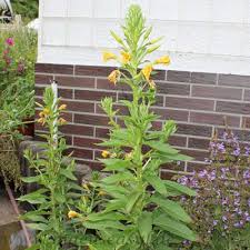 Image result for Nachtkerze