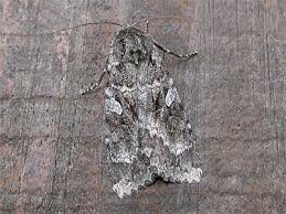 Attēlu rezultāti vaicājumam “Eurois occulta”