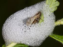 Attēlu rezultāti vaicājumam “Lepyronia coleoptrata”