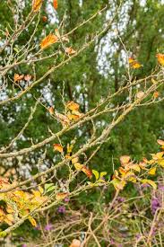 Attēlu rezultāti vaicājumam “Hamamelis japonica”