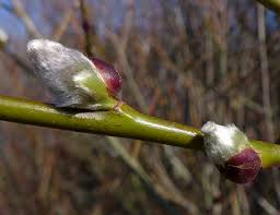 Attēlu rezultāti vaicājumam “Salix caprea male flower”