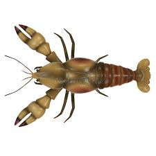 Attēlu rezultāti vaicājumam “Astacus astacus”