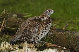 Attēlu rezultāti vaicājumam “Tetrastes bonasia”