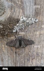 Attēlu rezultāti vaicājumam “Biston betularia”