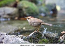 Image result for Locustella lanceolata