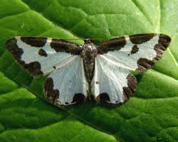 Attēlu rezultāti vaicājumam “Lomaspilis marginata”