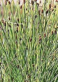 Attēlu rezultāti vaicājumam “Eleocharis palustris”