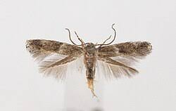 Attēlu rezultāti vaicājumam “Elachista maculicerusella”