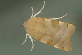 Attēlu rezultāti vaicājumam “Noctua fimbriata imago”