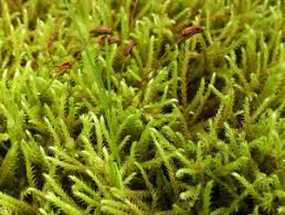 Attēlu rezultāti vaicājumam “Philonotis marchica macro”