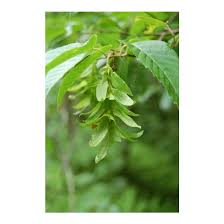 Attēlu rezultāti vaicājumam “Carpinus caroliniana”