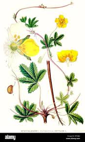 Attēlu rezultāti vaicājumam “Potentilla reptans leaf”