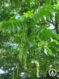 Attēlu rezultāti vaicājumam “Pterocarya fraxinifolia flower”